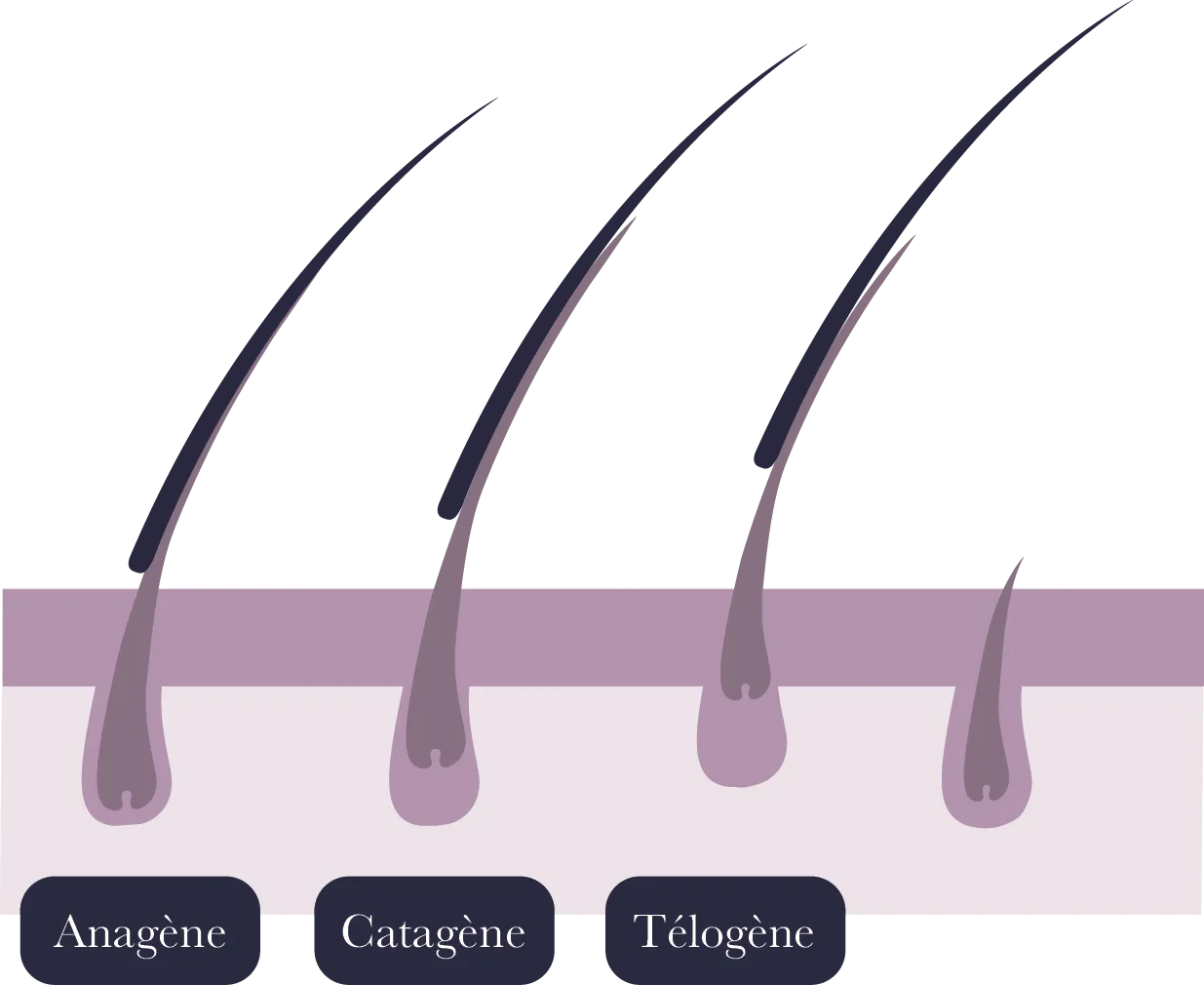 illustration pousse du cil