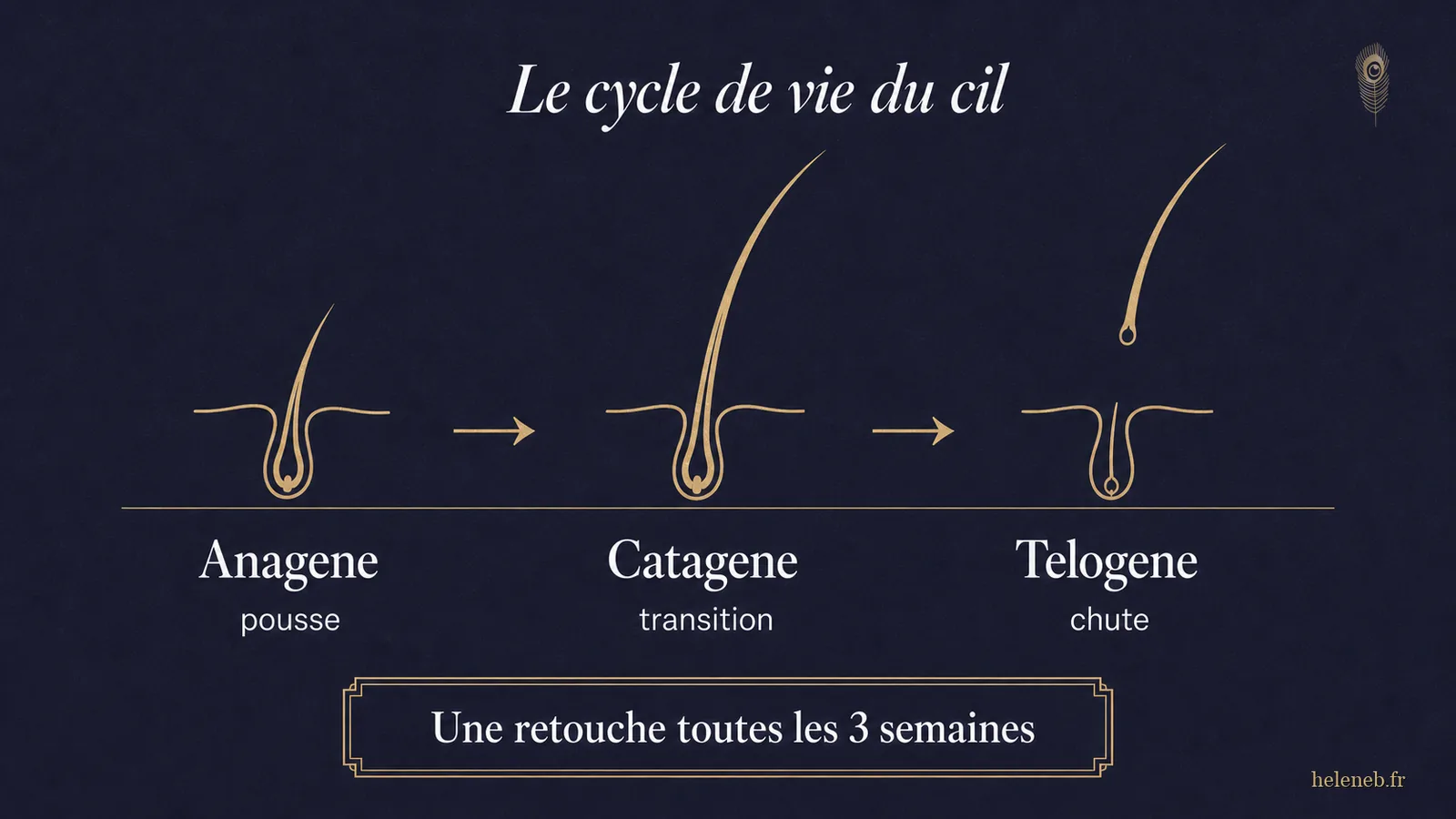 Le cycle de vie du cil